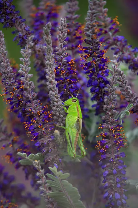 Ecaterina Leonte A green cricket sites on purple flowers