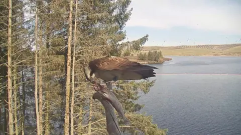 Welsh Water Osprey with a fish