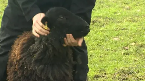 BBC Surviving sheep