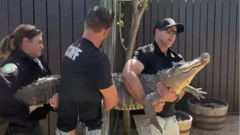 Texas Game Warden The alligator being carried