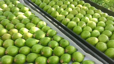 Chris Bowen, Go Tropical UK figs laid out in the sun to ripen