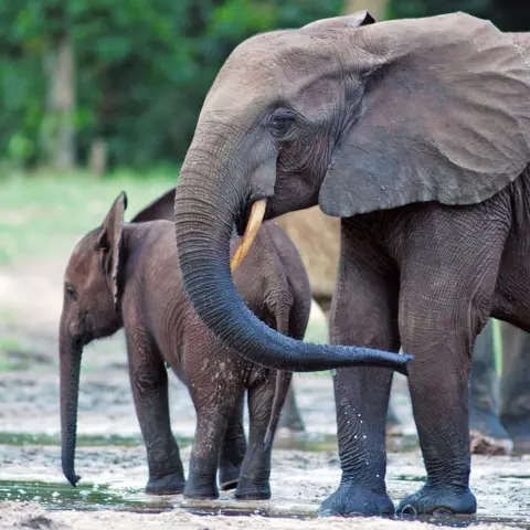 Alida de Flamingh African elephant matriarch