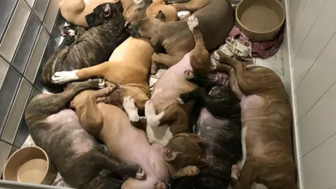 RSPCA Nine puppies in a kennel