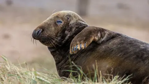 Lesley Robb, Lincolnshire Wildlife Trust Grey seal at reserve