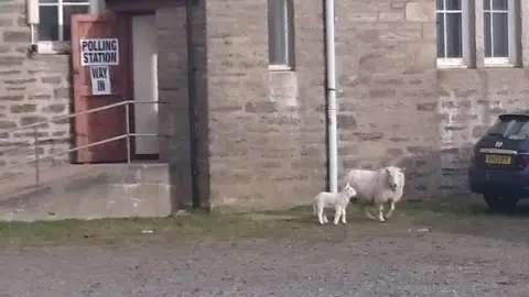 Twitter/ @kazzimazzi Sheep and lamb outside polling station