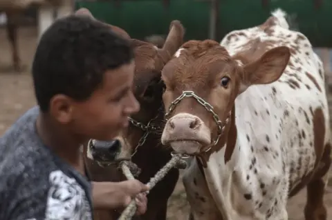 Getty Images A sacrificial animal is seen for sale at a livestock market.