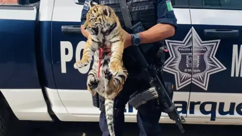 El Marqués police A photo of the cub seized from a car boot