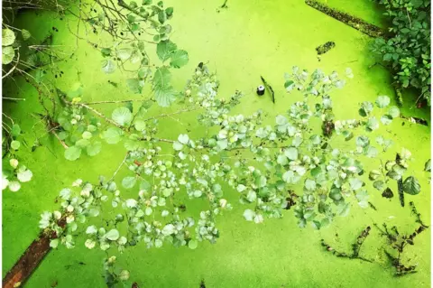 Esther Johnson Aston's Eyot wildlife reserve, Oxford