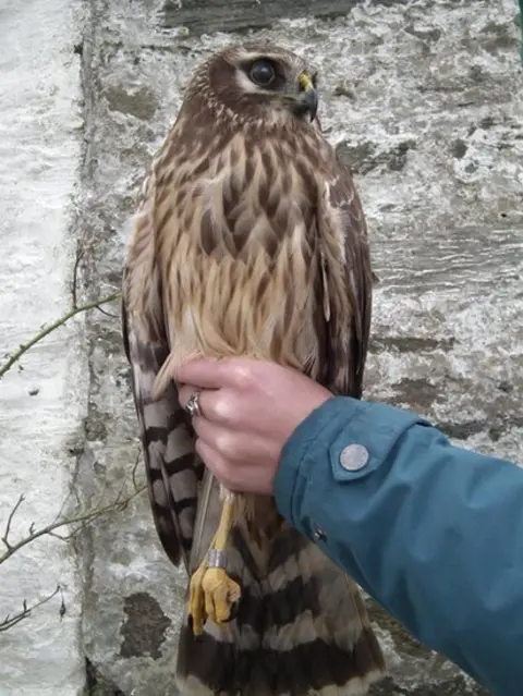 Calf of Man Bird Observatory  Hen Harrier