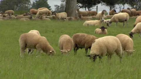 BBC Sheep in a field