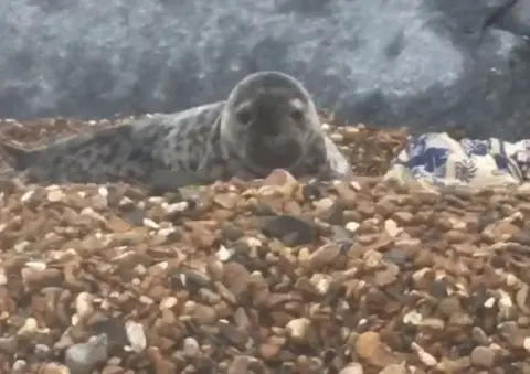 Everything Felixstowe free seal