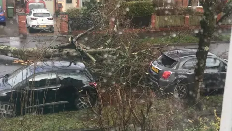 Tree falls between two cars