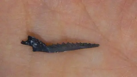 Elsa Panciroli/National Museums Scotland Jaw fossil