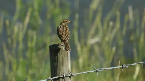 Getty Images Meadow Pipit