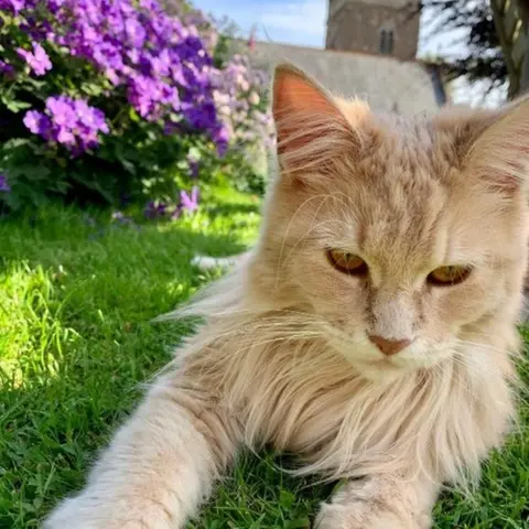 Flowerpot Jen Cat on the grass in Wellow