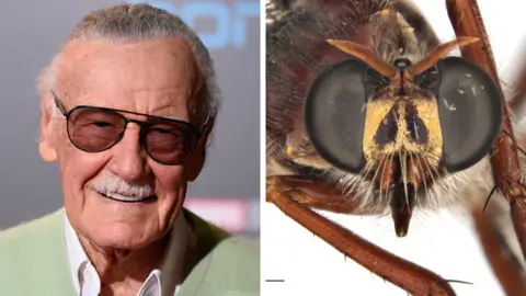Getty Images/Csiro The Stan Lee fly, or Daptolestes leei, which shares his characteristic sunglasses and white moustache