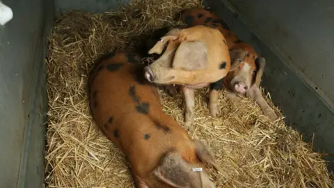 Cornwall Wildlife Trust Pigs in a crate