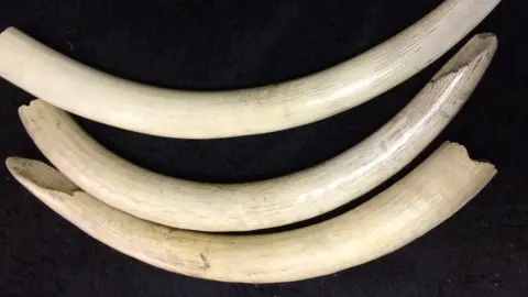 Chatteris Museum Three tusks donated by Chatteris Museum