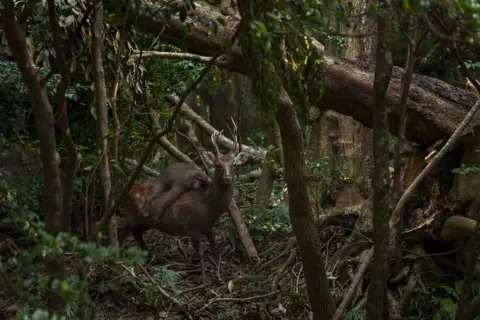 © Atsuyuki Ohshima a young Yakushima macaque riding on a deer’s back