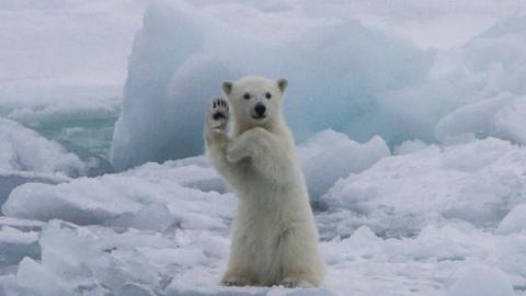 Comedy Wildlife Photography Awards Animals In Funny Poses To Make You Laugh Cbbc Newsround