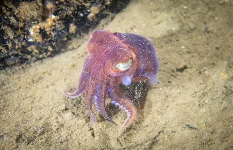 Ross McLaren A photo of a purple little cuttle in waters around Scotland