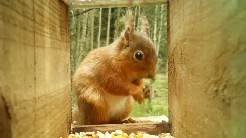 Saving Scotland’s Red Squirrels Red Squirrel