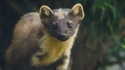 A pine marten