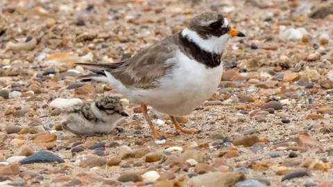 Phil Gwilliam Ringed plover parent and chicks