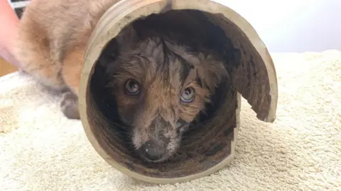 RSPCA Fox in a vase