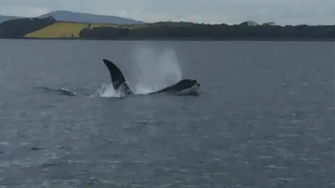 Fergal Glynn - Causeway Boats killer whale