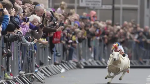 Michael McGurk Sheep racing