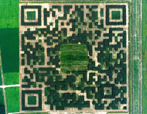 Xinhua/REX/Shutterstock A giant QR code promoting local tourism is formed from 130,000 Chinese juniper trees in Xilinshui, Hebei province