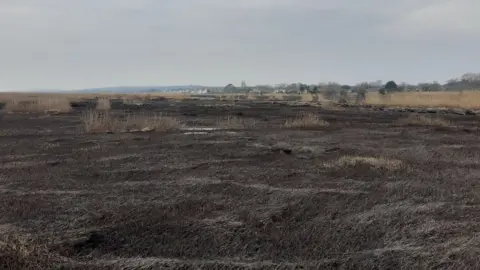 RSPB Fire damage at Neston Reedbed near Parkgate, Wirral