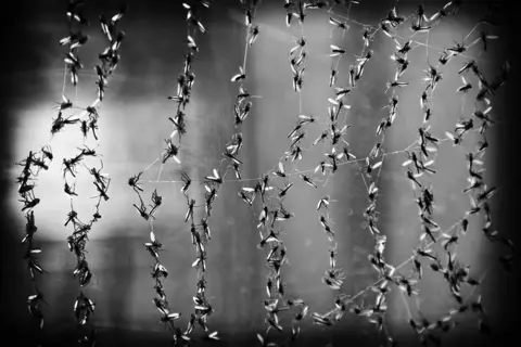 Justin Green Insects in a web