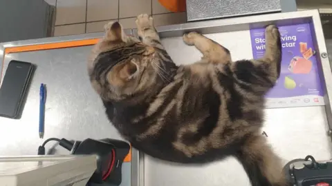 Matthew Mcinally Willow the cat on the counter at the checkout