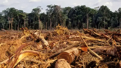 Getty Images Cut logs in Amazon rainforest