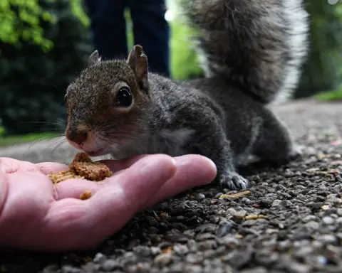 Paul Ward Feeding a squirrel