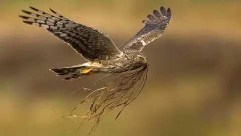 Laurie Campbell Female hen harrier in flight