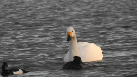 WWT/PA Media Bewick's swan