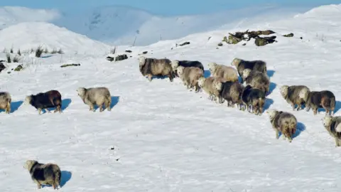 The Herdwick Experience Sheep in the snow