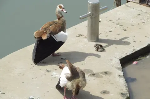 Jose-Luis Postigo birds