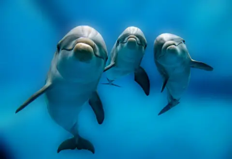 Getty Images Dolphins