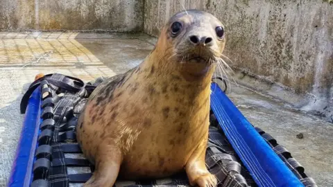 RPSCA East Winch Wildlife Centre seal at RSPCA East Winch