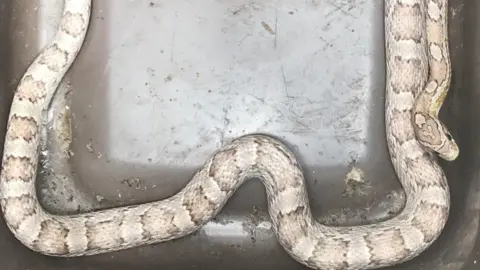 RSPCA Snake found in drawer