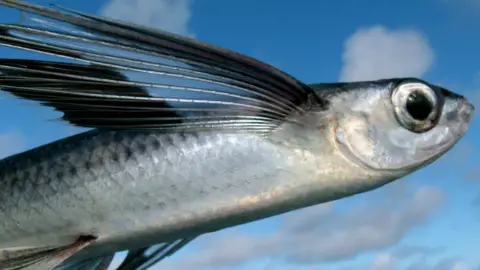 Getty Images/Swedishmonica A flying fish