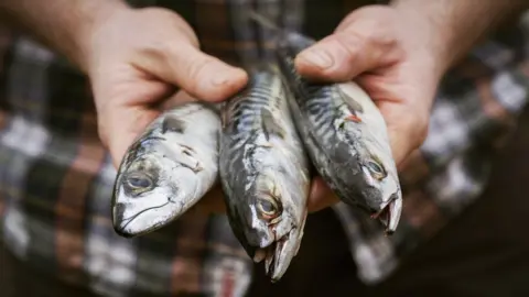 Getty Images mackerel