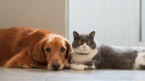 Cat and dog