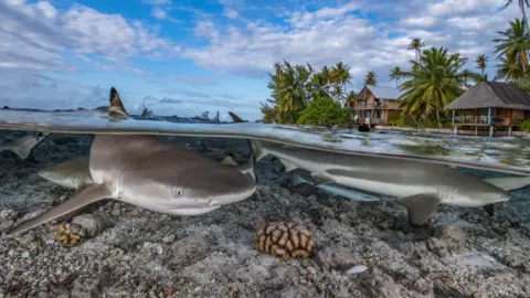 Hannes Klostermann Black tip reef shark French Polynesia