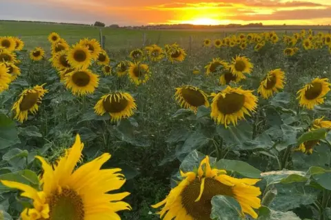 Maiden Castle Farm Sunflowers