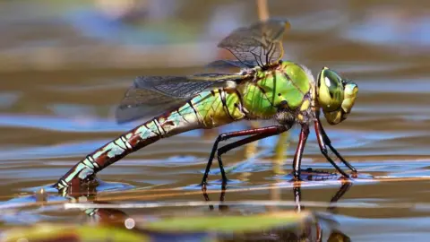 Dave Smallshire Dragonfly
